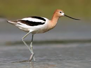 American Avocet 2