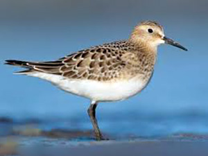 Bairds Sandpiper 3