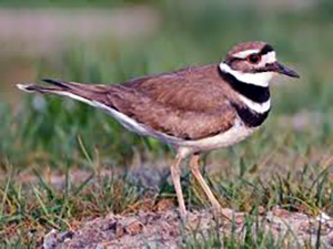 Killdeer