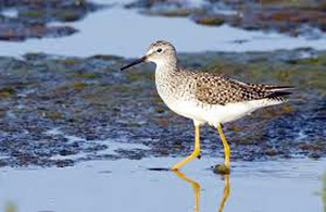 Lesser Yellowlegs 3