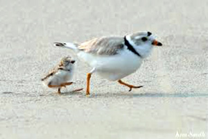 Piping Plover 4