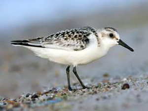 Sanderling 2