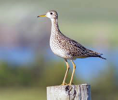 Upland Sandpiper 3
