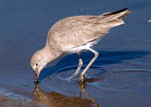 Willet 3