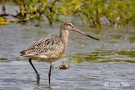 marbled Godwit 3